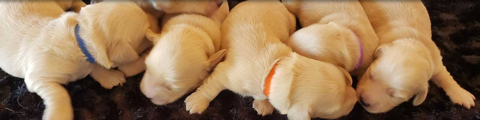 Newborn Puppies