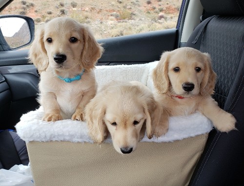 mini dachshund blonde