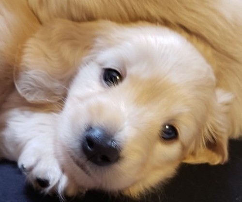 Puppy Puppy