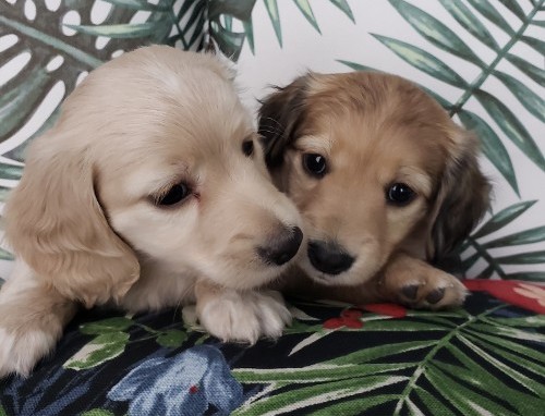 Two Puppies