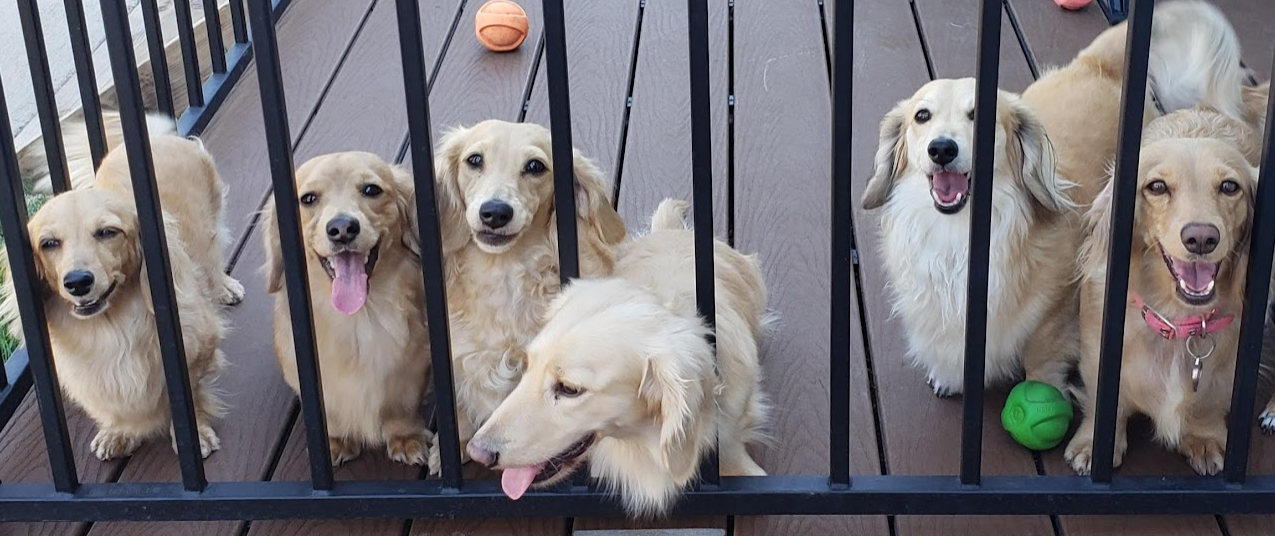 Adult Dogs