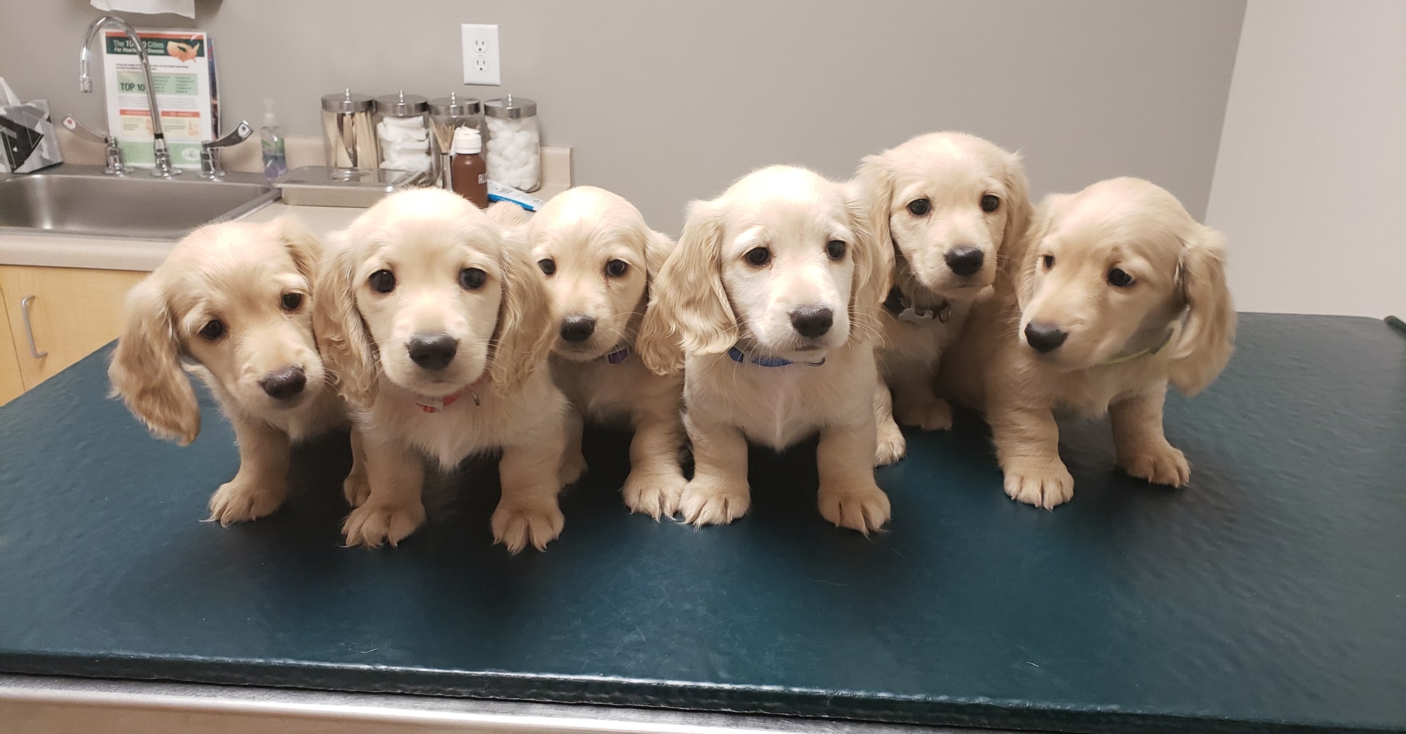 6 Blonde Puppies