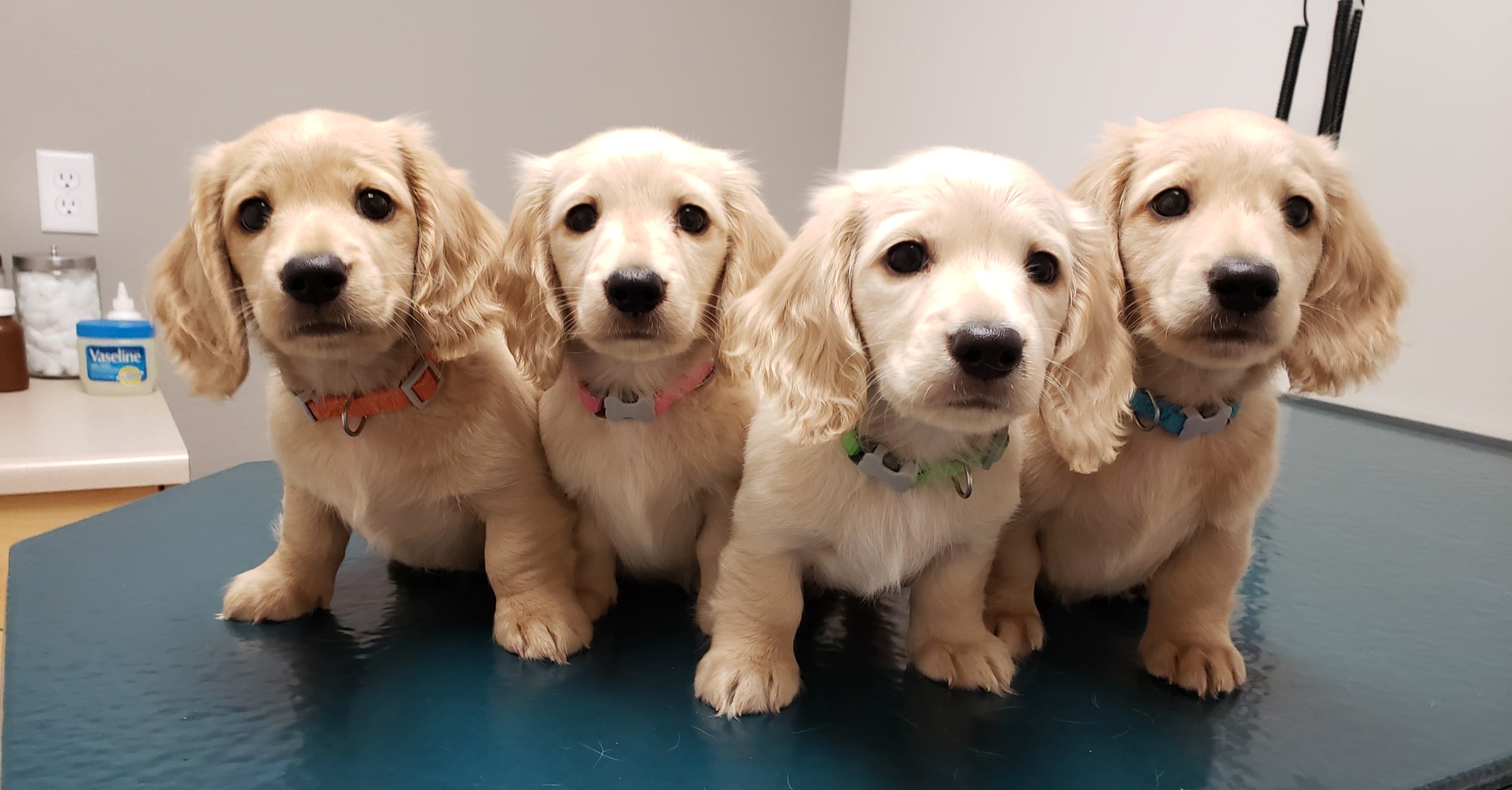 4 Blonde Puppies