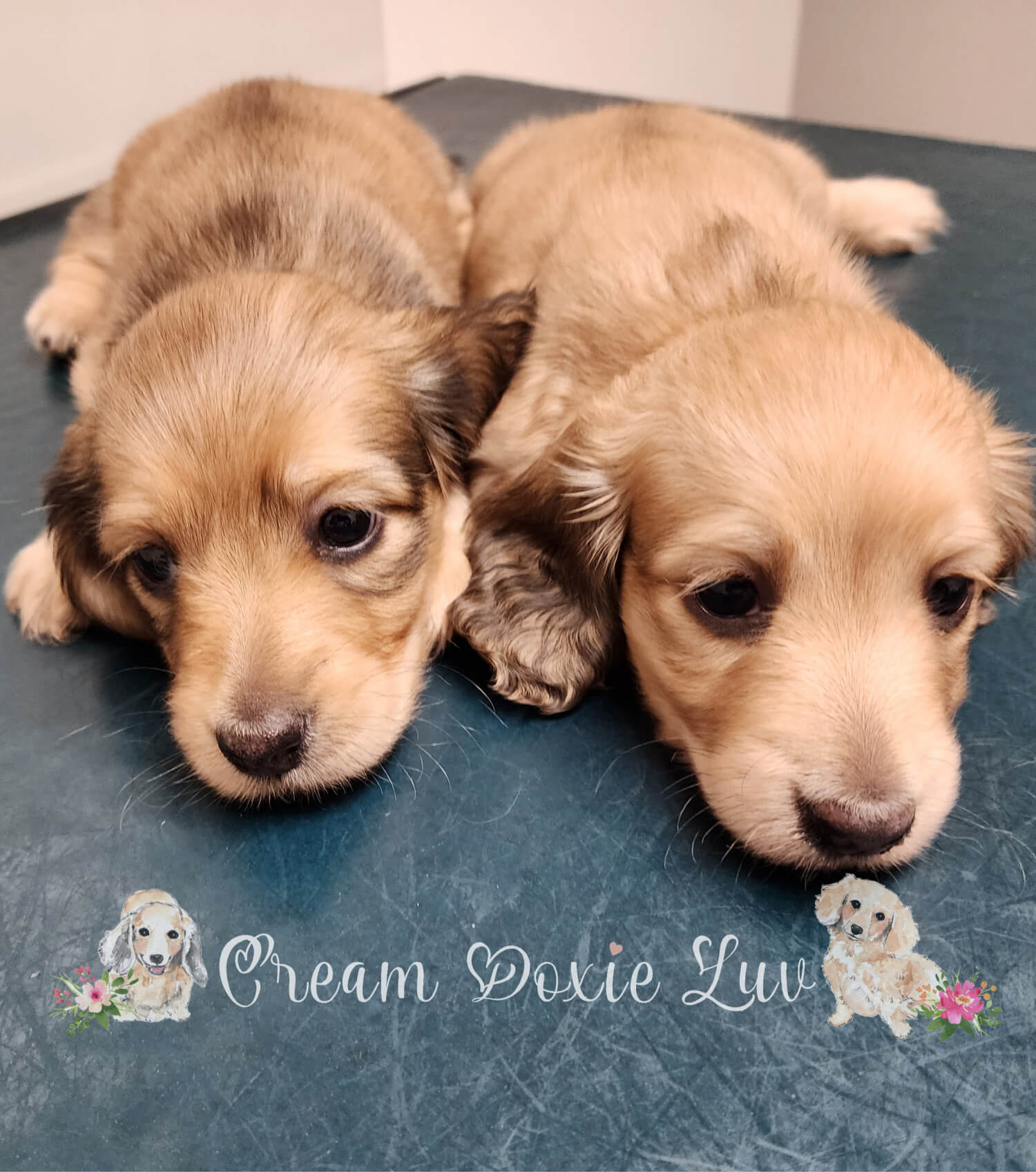 2 Brown Puppies