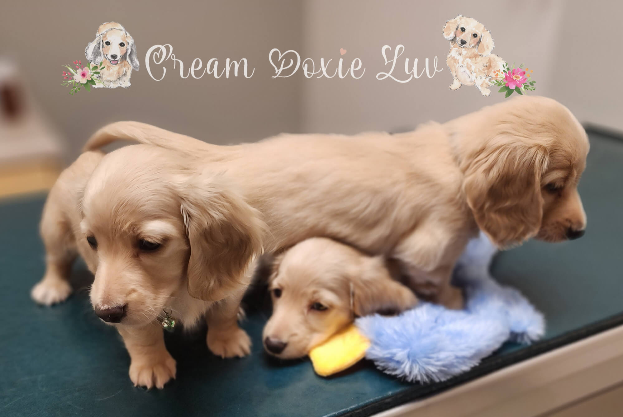 3 Puppies