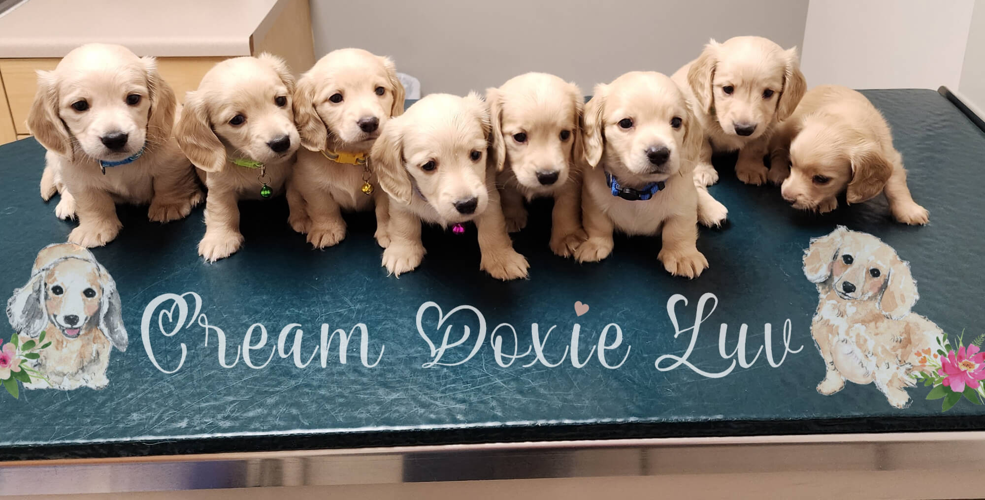 8 Blonde Puppies Sitting