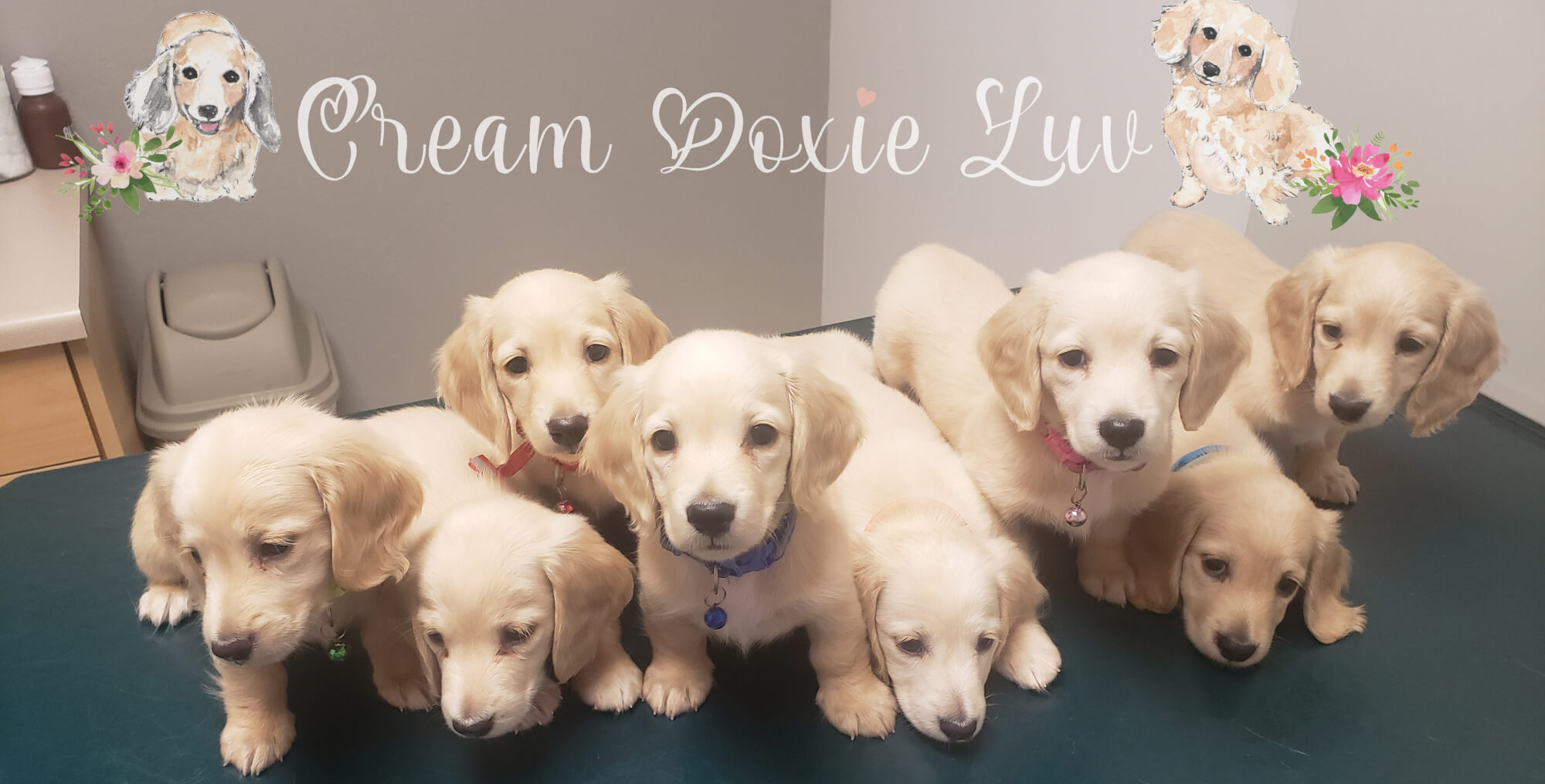8 Blonde Puppies